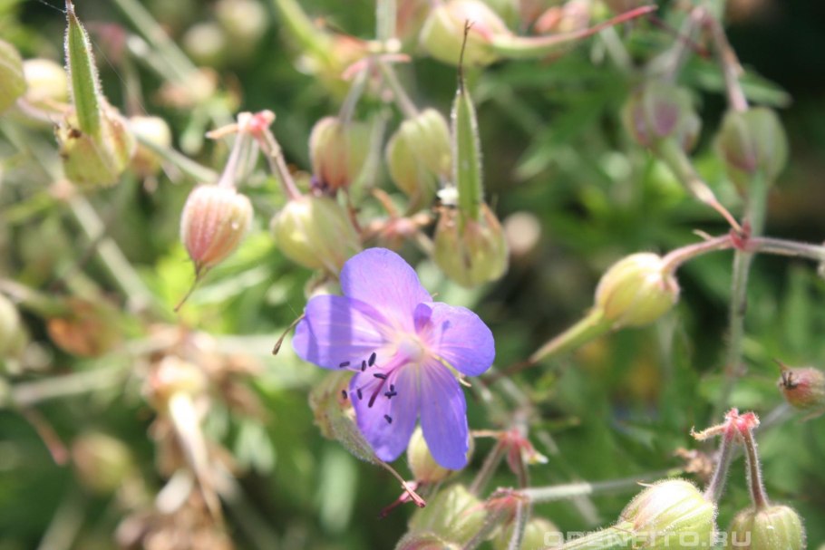 Герань Лесная плод