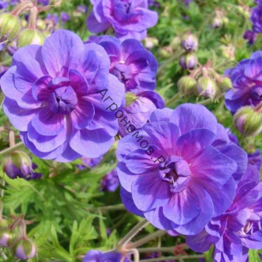 Герань плосколистная