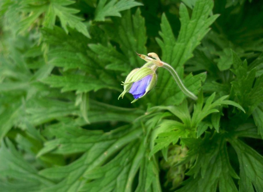 Герань Луговая строение