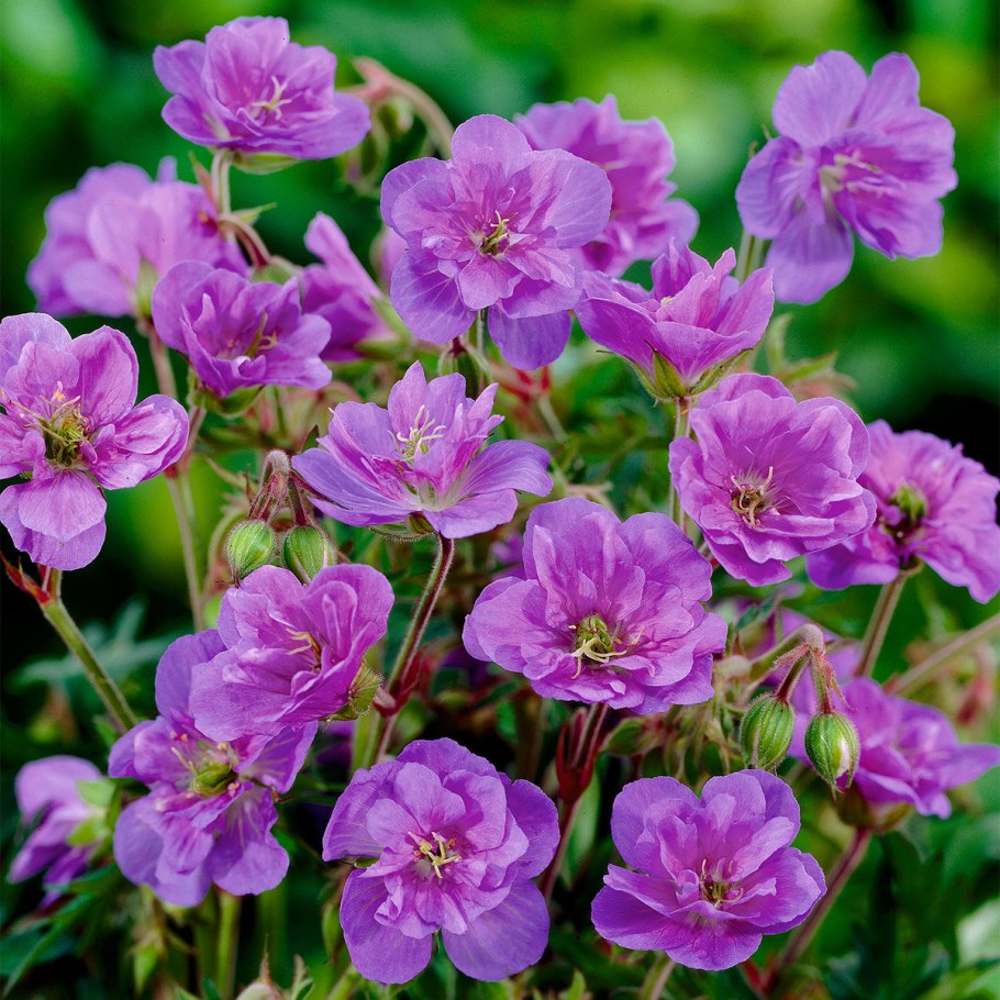 Плод пеларгонии