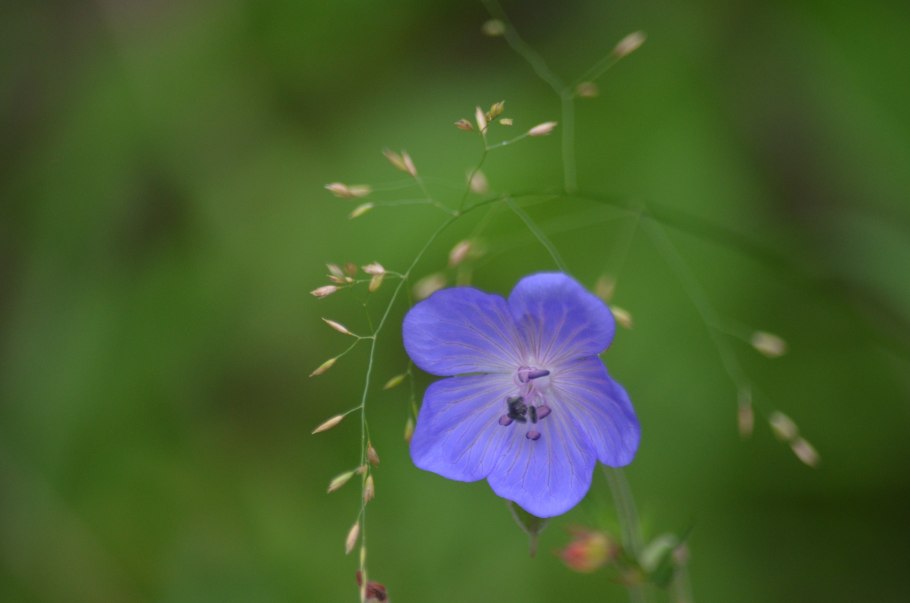 Герани садовые и луговые