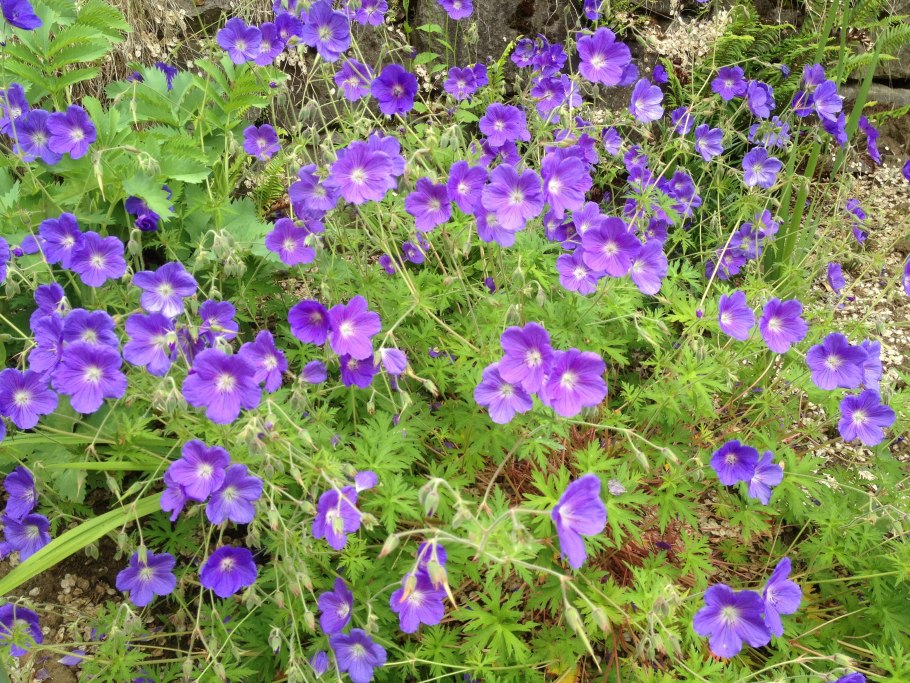Герань Луговая Geranium pratense l.