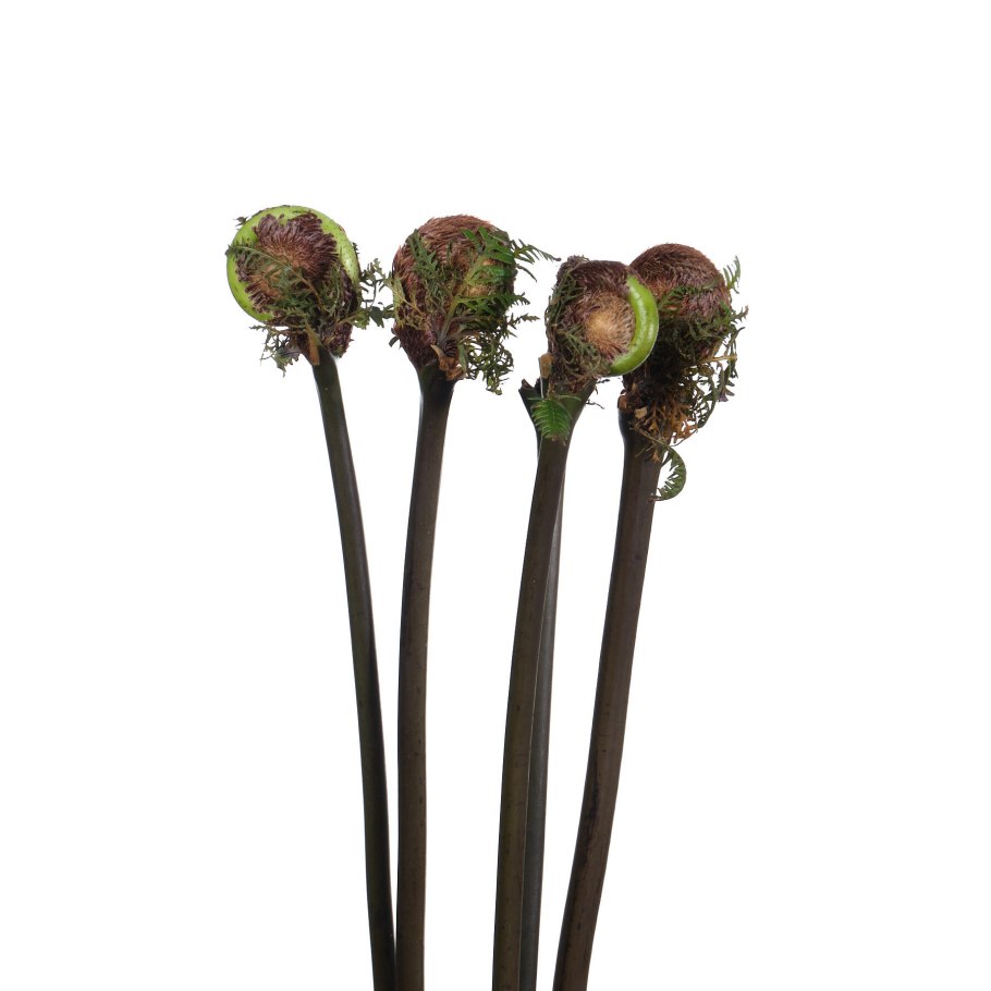 Папоротник Осмунда Королевская