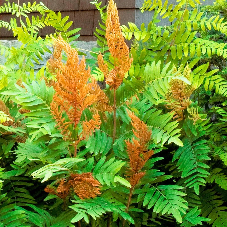 Вера Завадская Каниболоцкая Долинск Сахалин фото