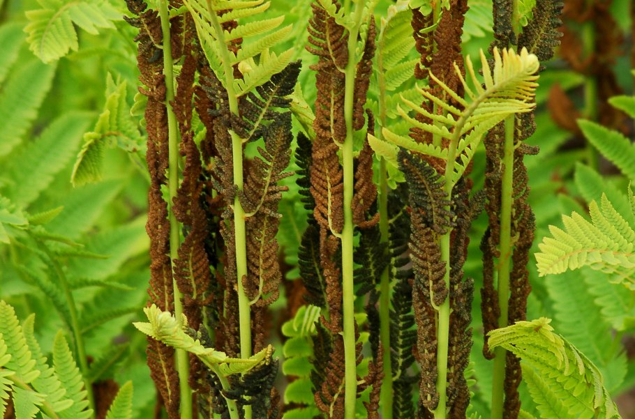 Осмунда Королевская "Пурпурасценс"