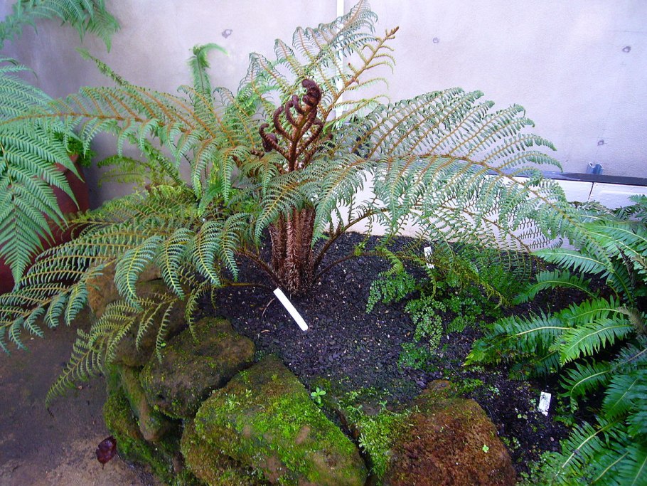 Осмунда Королевская