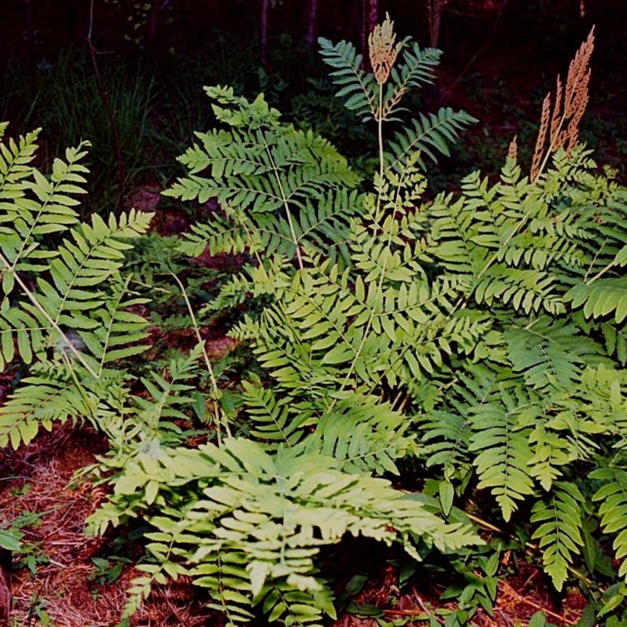 Osmunda regalis