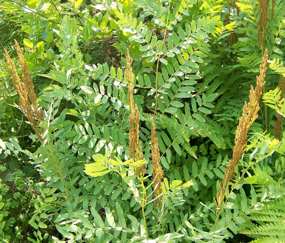 Osmunda regalis