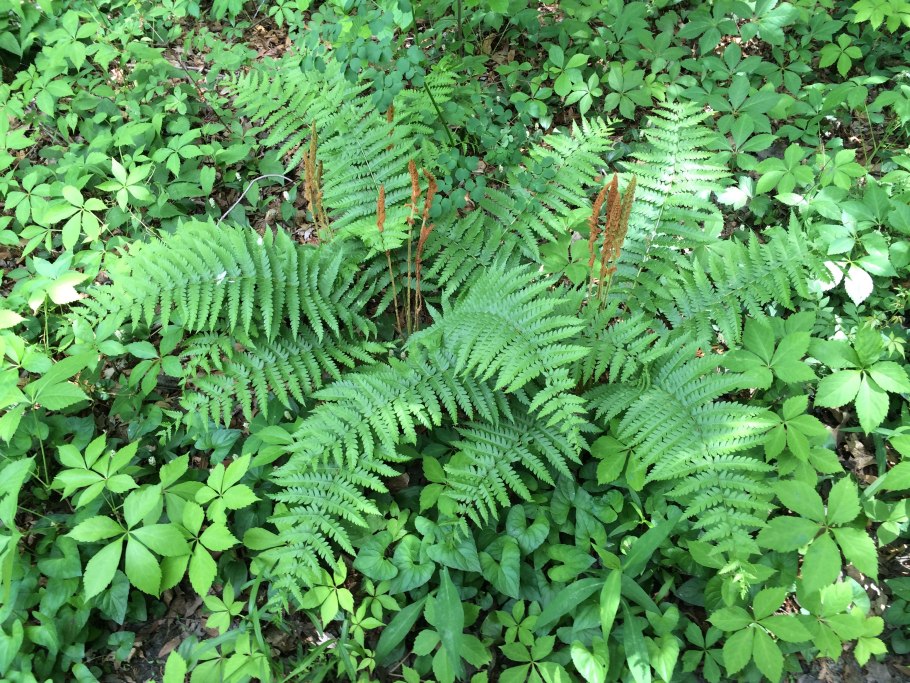Осмунда клейтониана 'Osmunda claytoniana'