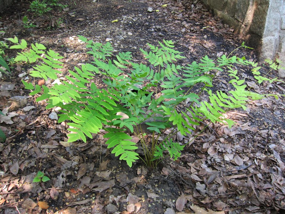 Athyrium filix-Femina