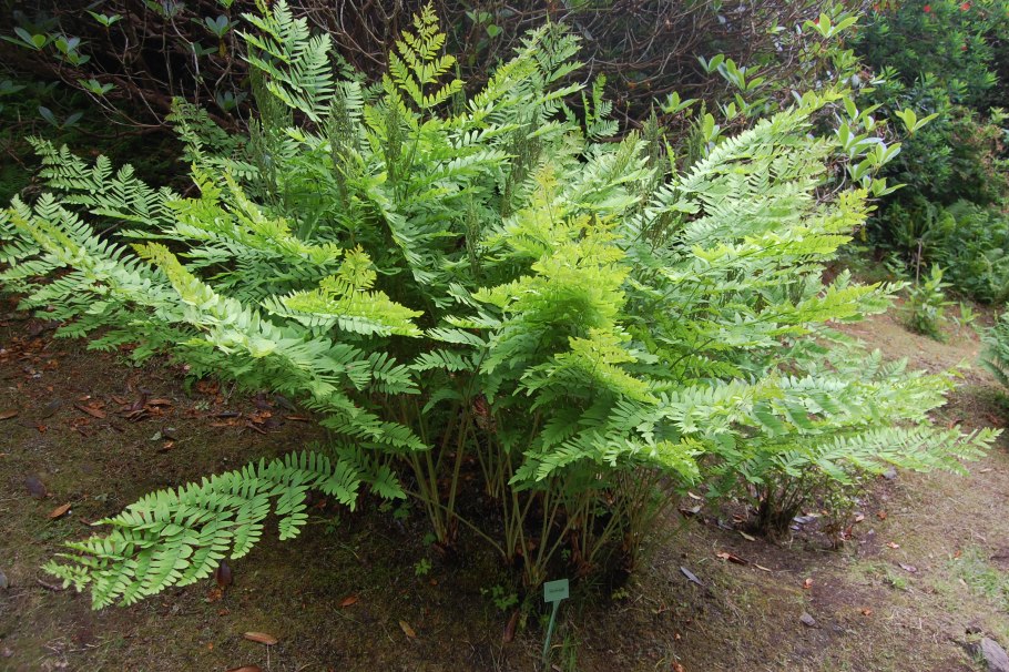 Папоротник Осмунда Королевская