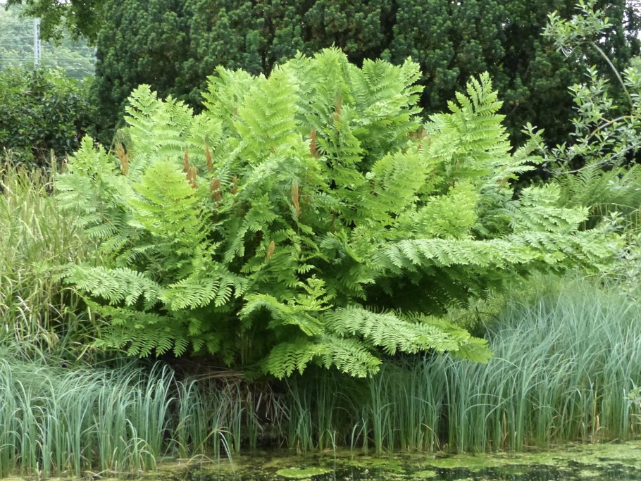 Папоротник чистоуст