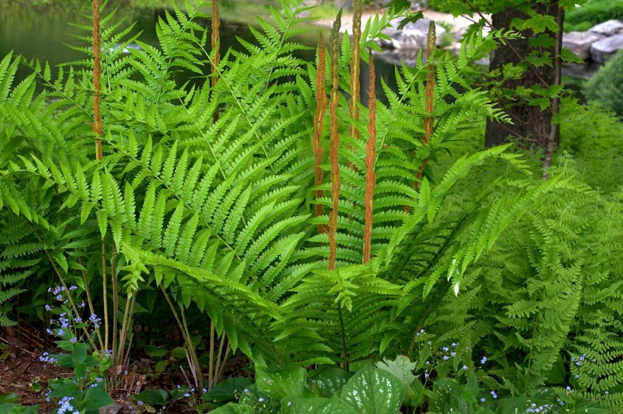 Osmunda regalis PURPURASCENS