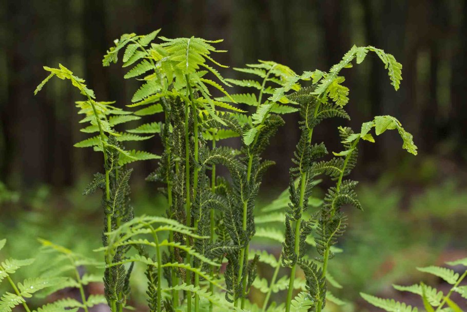 Osmunda sipnonosele