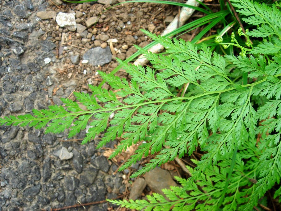 Osmunda japonica