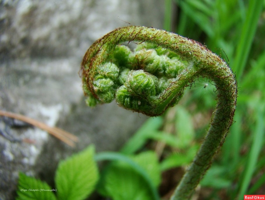 Osmunda cinnamomea