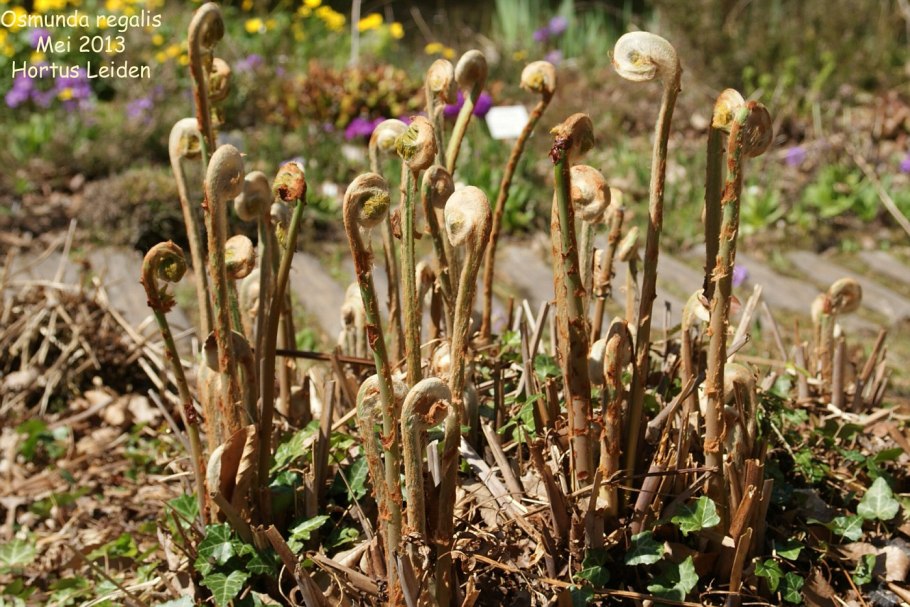 Папоротник Osmunda claytoniana