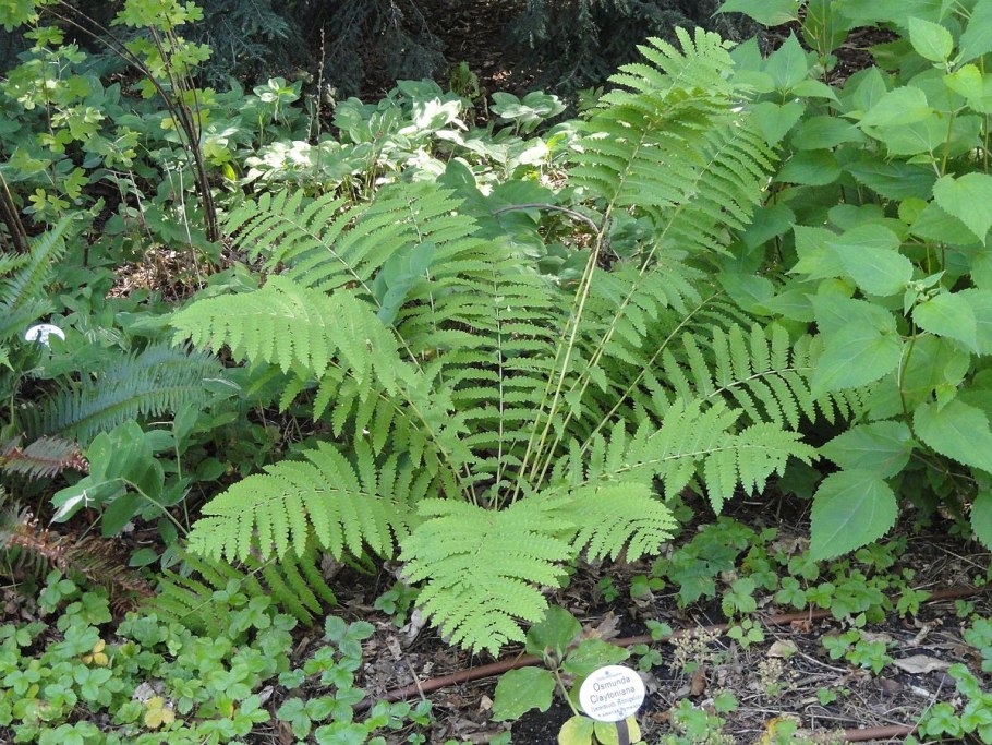 Osmunda japonica