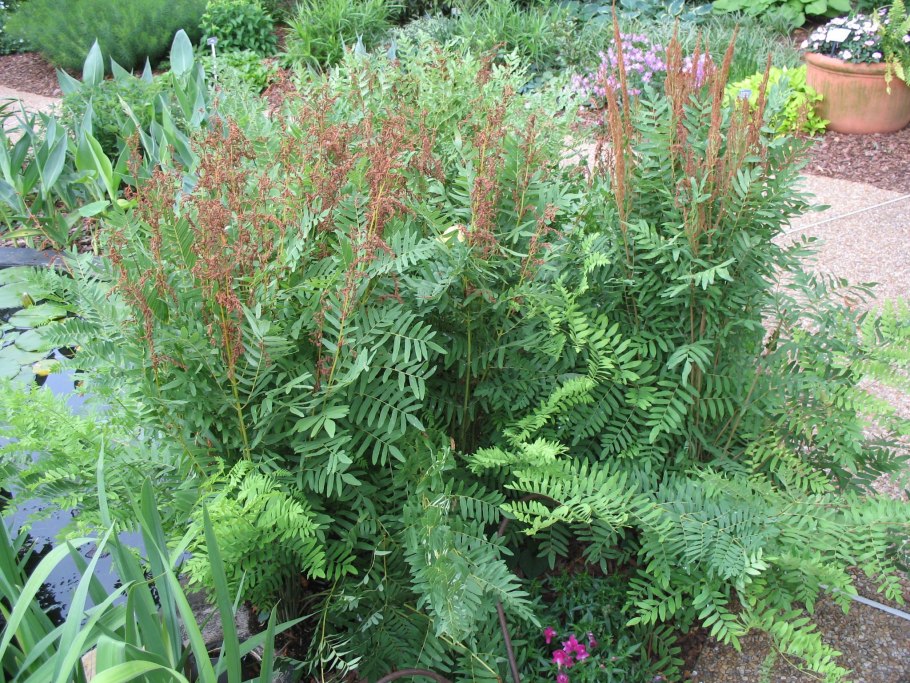 Osmunda cinnamomea