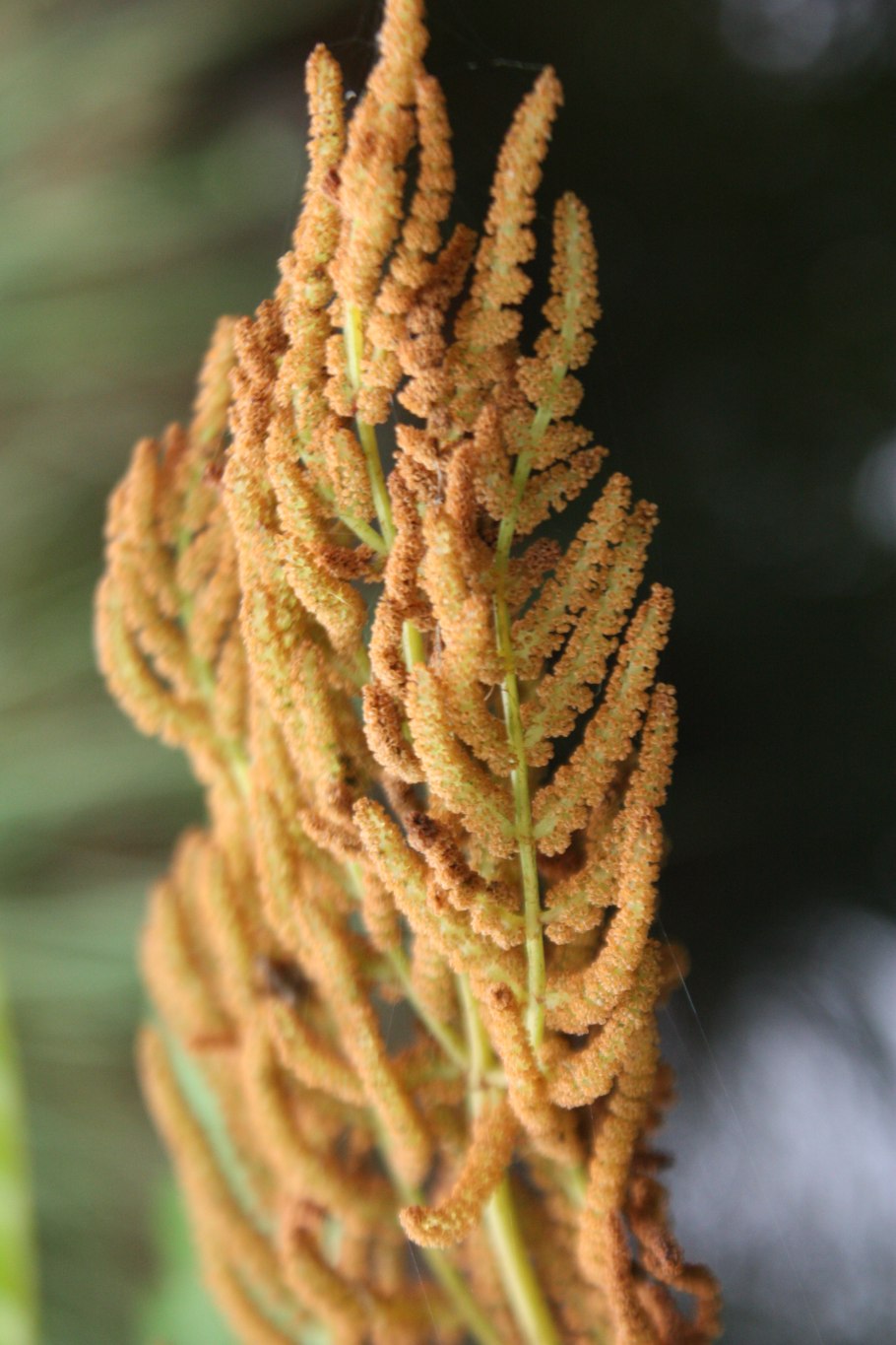 Папоротник чистоуст Королевский