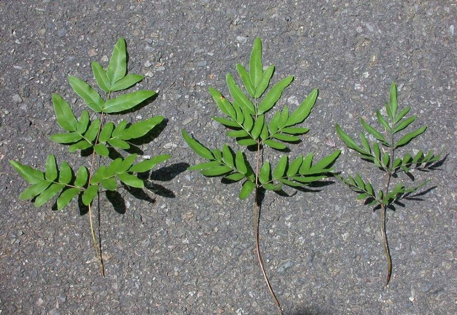 Osmunda japonica