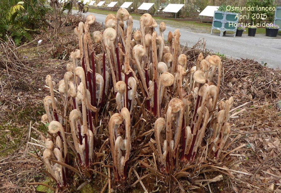 Осмунда Японика