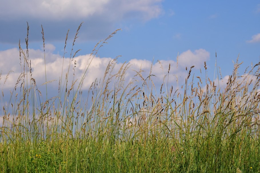Ежа сборная Dactylis glomerata l.