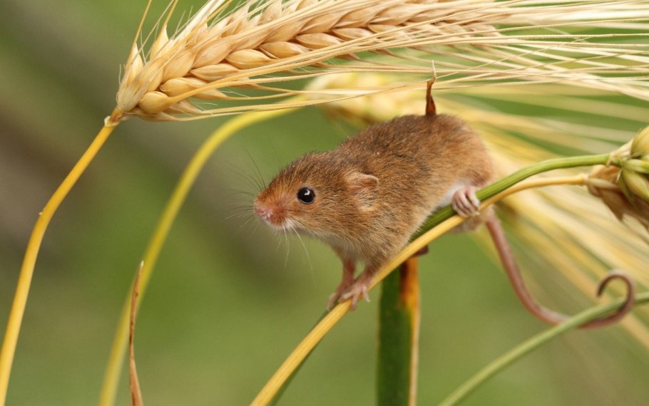 Даурского суслика (Spermophilus dauricus