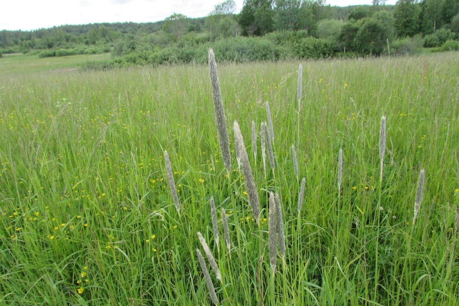Лисохвост Луговой (Alopecurus pratensis).