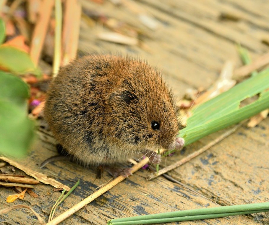 Луговая полёвка Microtus pennsylvanicus