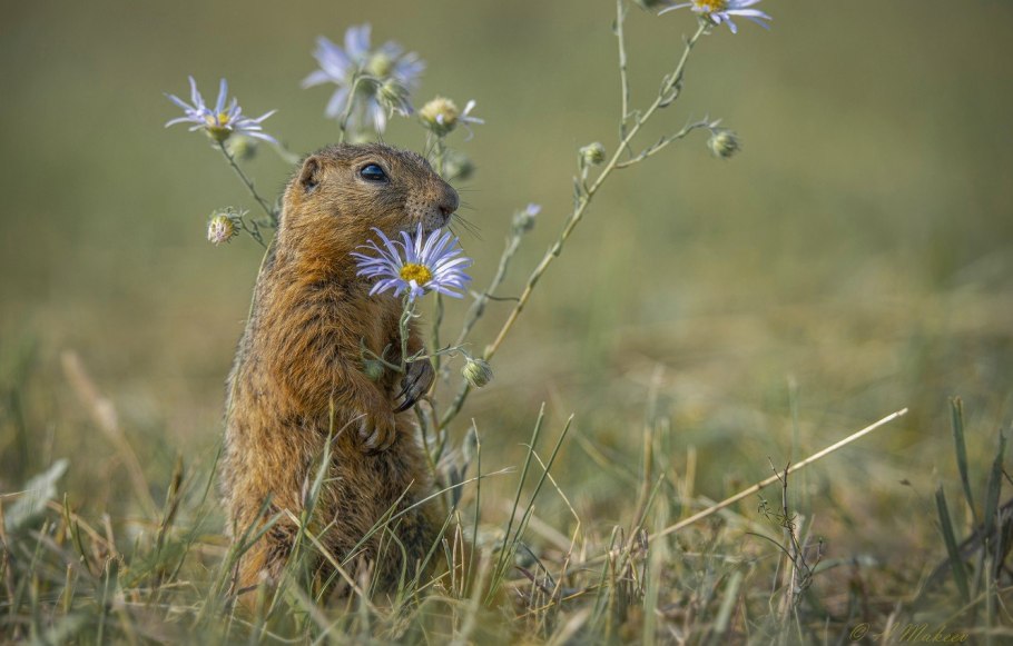 Лисохвост Луговой (Alopecurus pratensis).