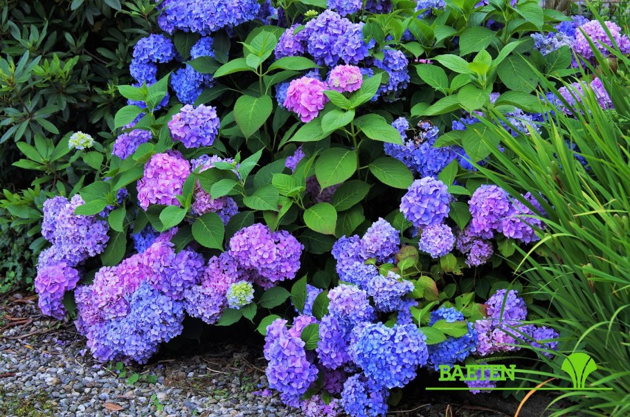 Экзохорда Мэджикал