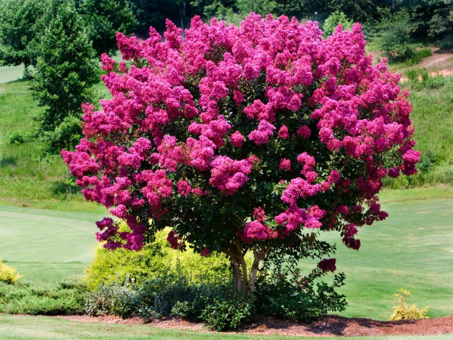 Сирень мелколистная 'superba'