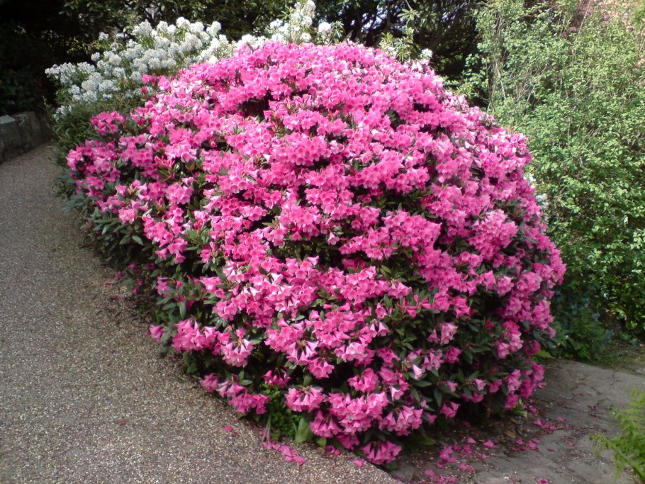 Гортензия метельчатая Vanille Fraise