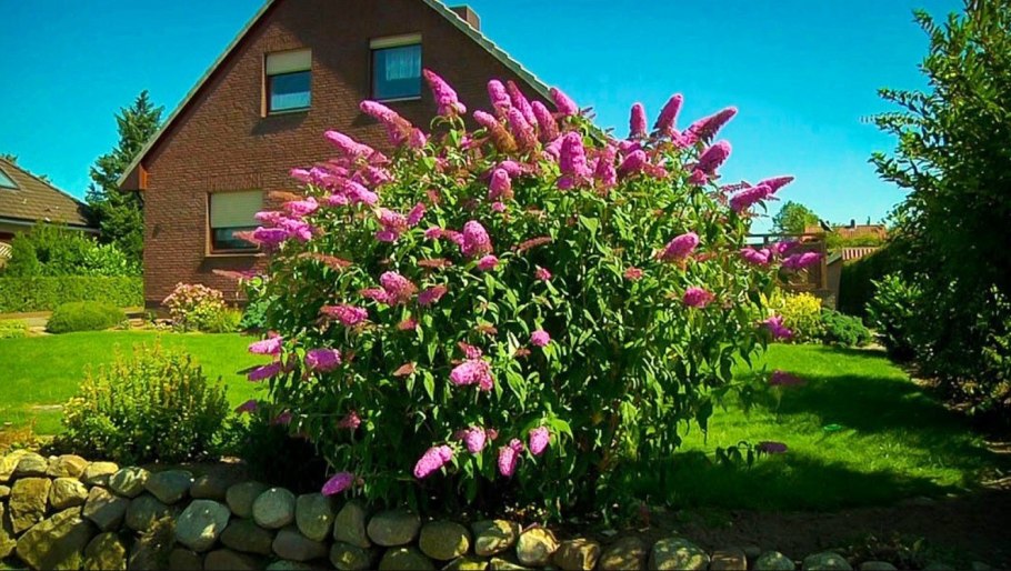 Гортензия крупнолистная ред Барон