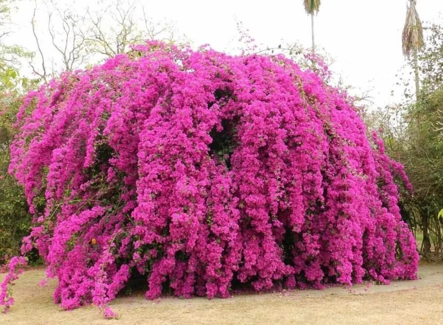 Сирень Буддлея Давида