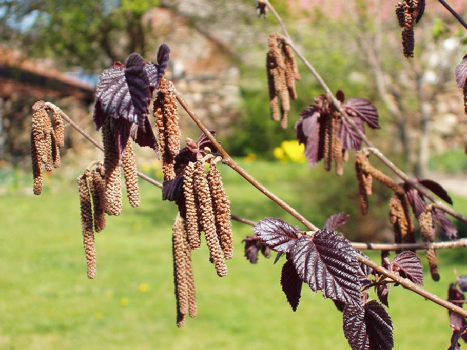 Лещина обыкновенная purpurea