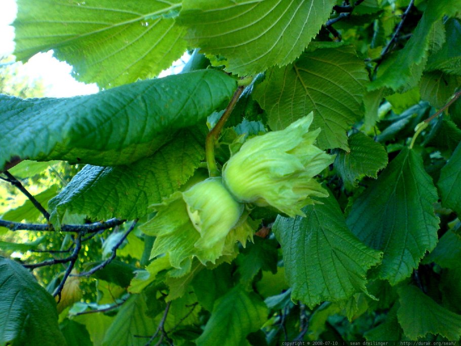 Фундук Гарибальди