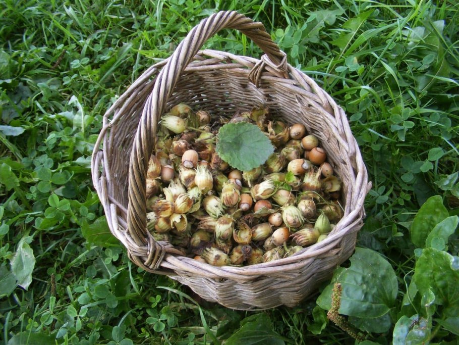 Лещина обыкновенная дуболистная