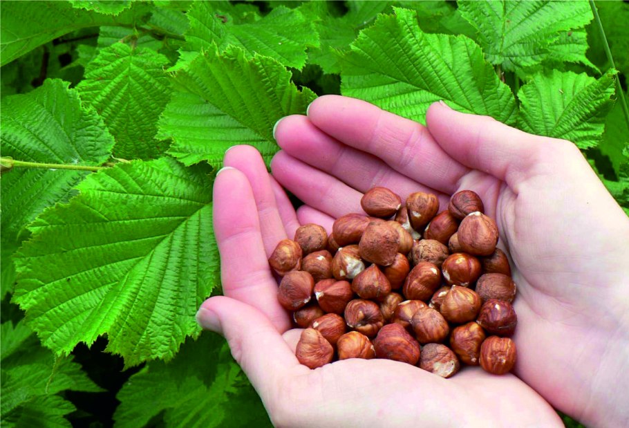 Лещина обыкновенная краснолистная