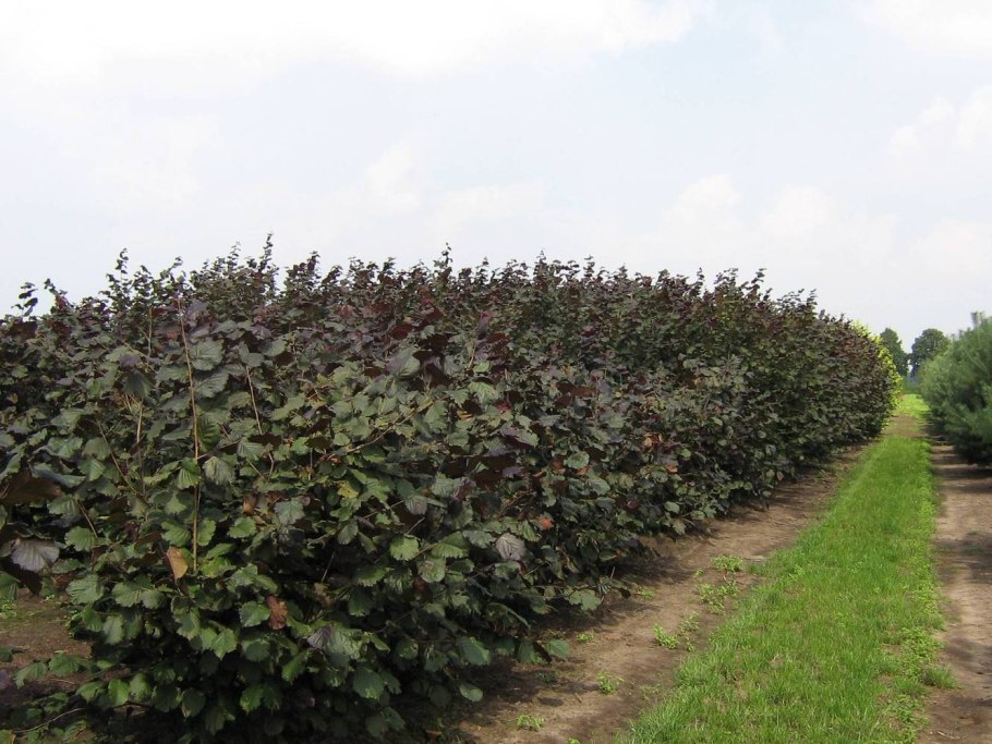 Лещина обыкновенная purpurea