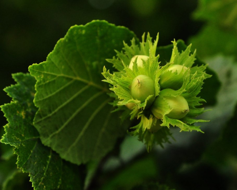 Фундук Галле