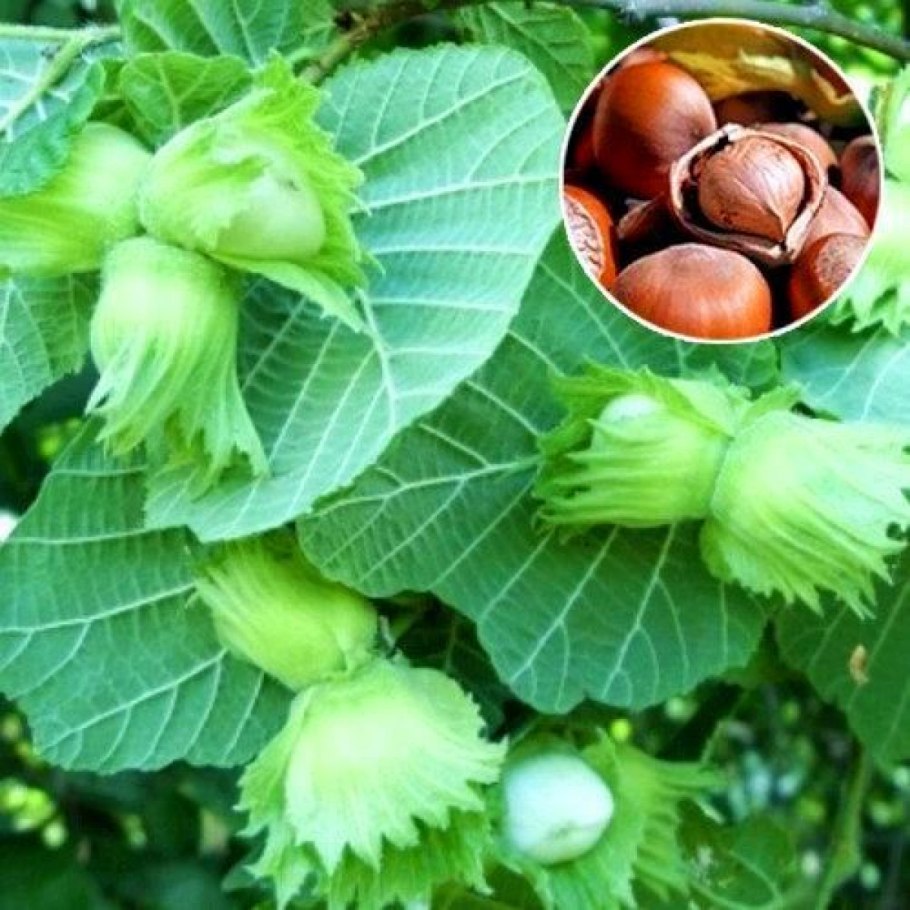 Лещина (Corylus avellana);