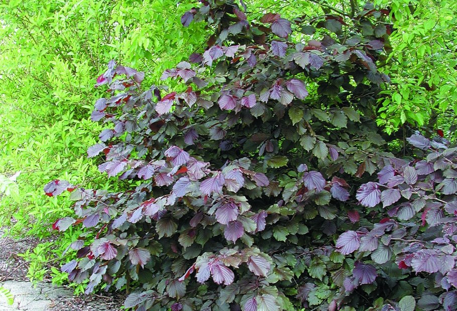 Лещина Конторта краснолистная