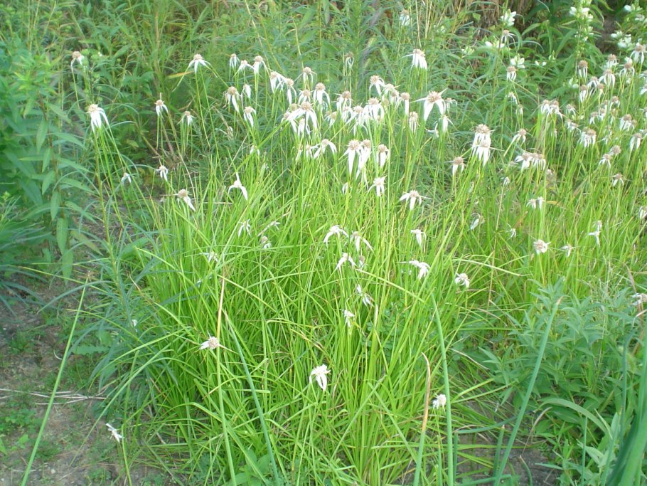 Очеретник белый Rhynchospora Alba (l.) Vahl