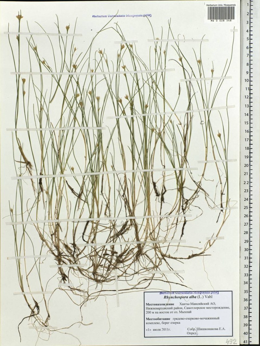 Rhynchospora Fusca