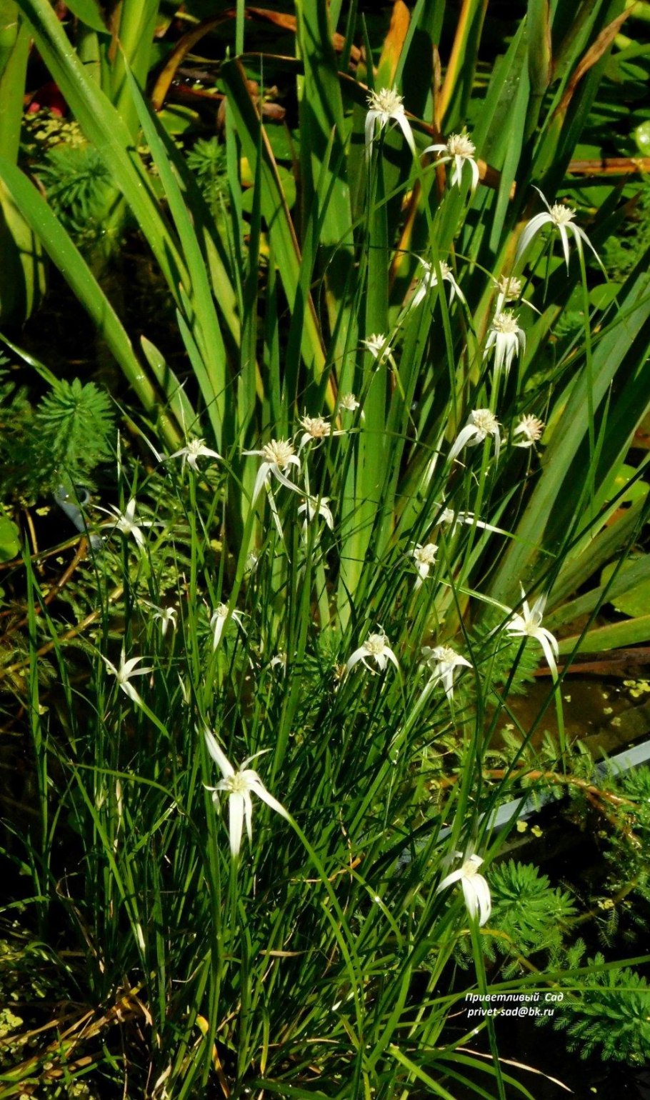 Cujfeoides pulicaris l