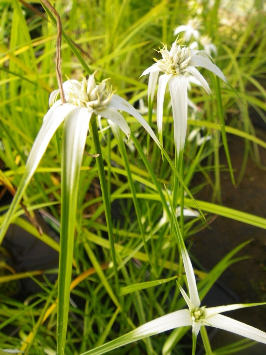 Rhynchospora Vahl
