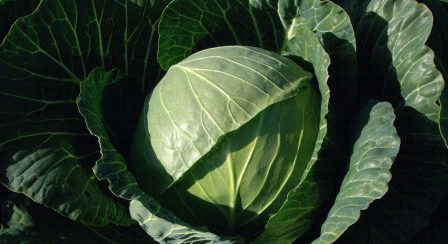 Капуста белокочанная Амагер