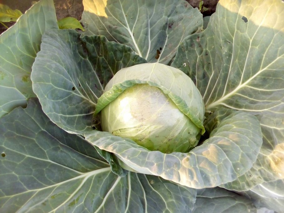 Капуста белокочанная Куизор f1